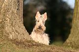 SCOTTISH TERRIER 189
